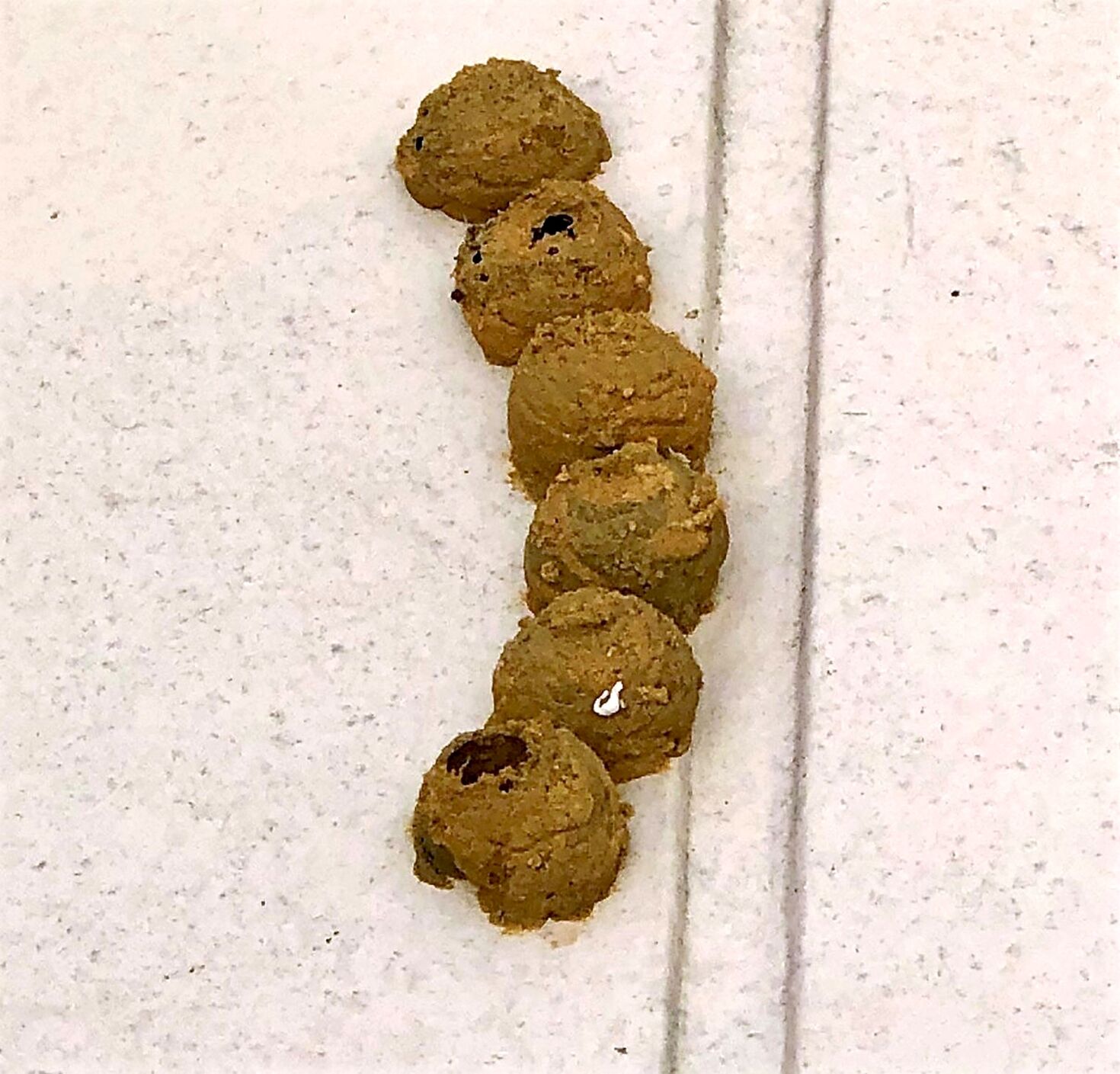Potter wasp 'pots'